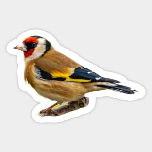 Very Smart Goldfinch Sticker